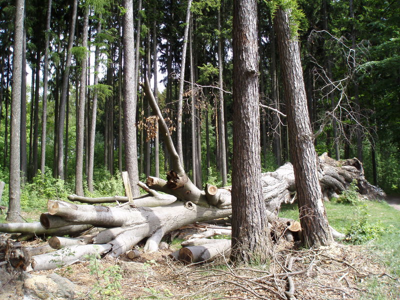 Soubor:Špetlův buk.JPG