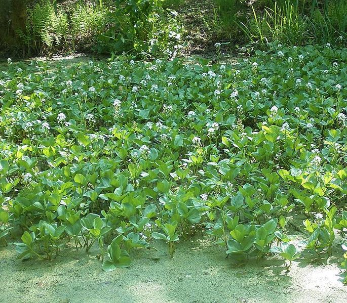 Soubor:Menyanthes trifoliata5 ies.jpg