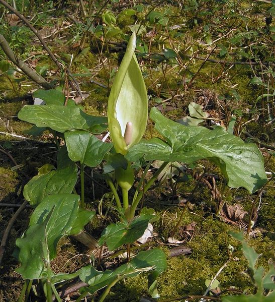 Soubor:Arum maculatum 0 700.jpg