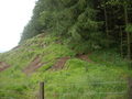 NE edge of Paldyfair Wood - geograph.org.uk - 1391975.jpg