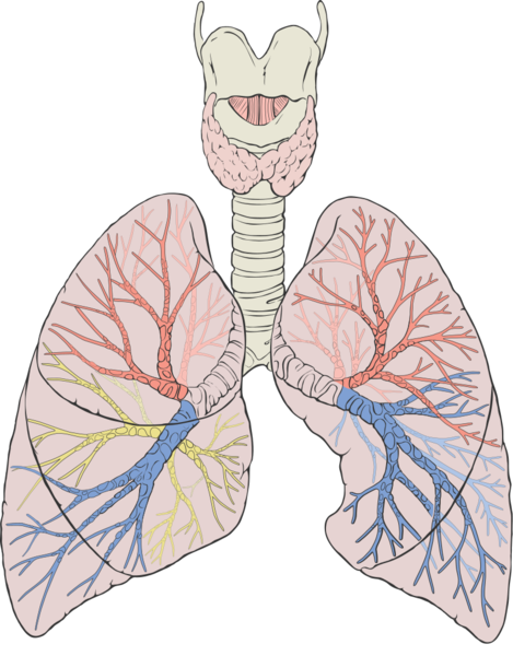 Soubor:Lungs diagram detailed.png