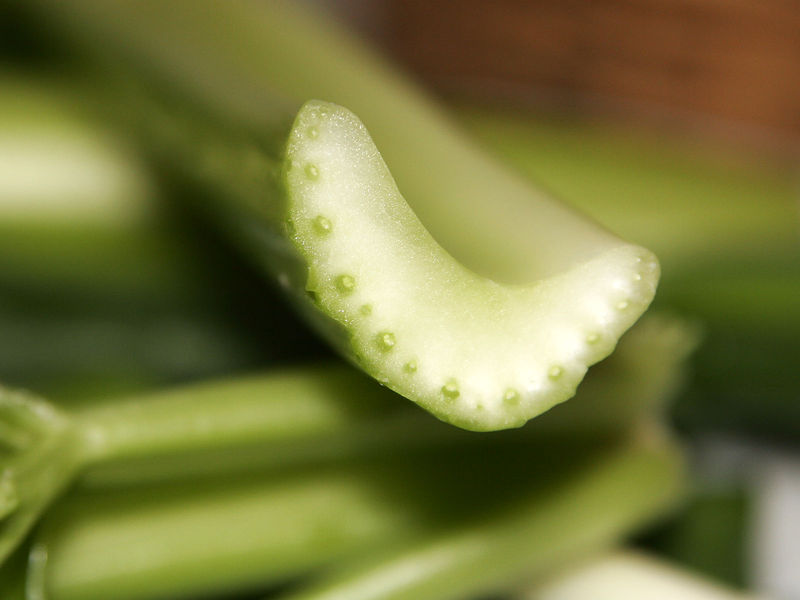 Soubor:Celery cross section.jpg
