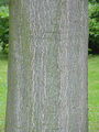 Ailanthus altissima5.jpg