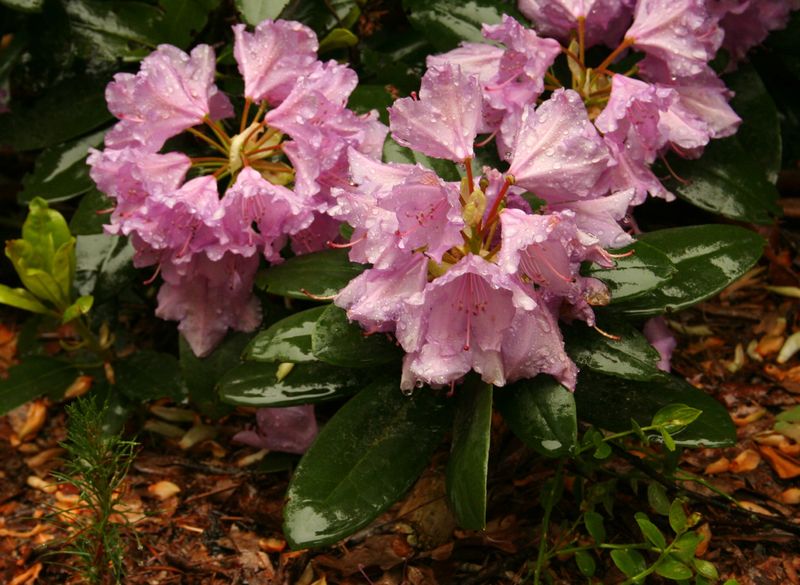 Soubor:Rhododendron catawbiense 3p.jpg