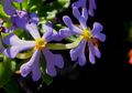 Zaluzianskya villosa lilac flowers.JPG