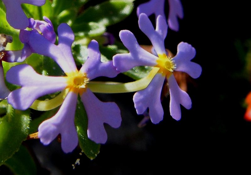 Soubor:Zaluzianskya villosa lilac flowers.JPG