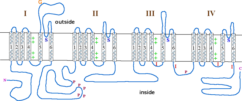 Soubor:Alphasubunit sodium channel.png