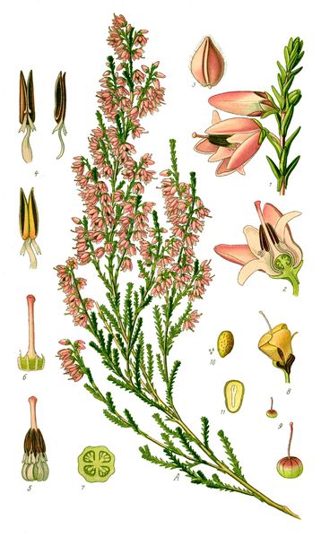 Soubor:Illustration Calluna vulgaris0.jpg