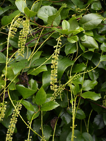 Soubor:Itea ilicifolia.jpg