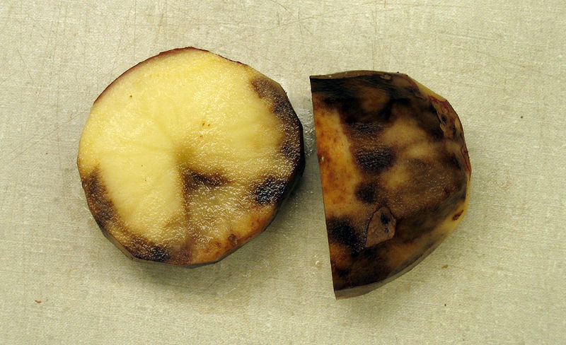 Soubor:Late blight of potato-Flickr.jpg