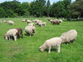 Ryeland Sheep, Rice Lane City Farm - geograph.org.uk - 1116636.jpg