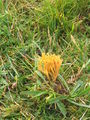A 'fairy club' fungus - geograph.org.uk - 578047.jpg