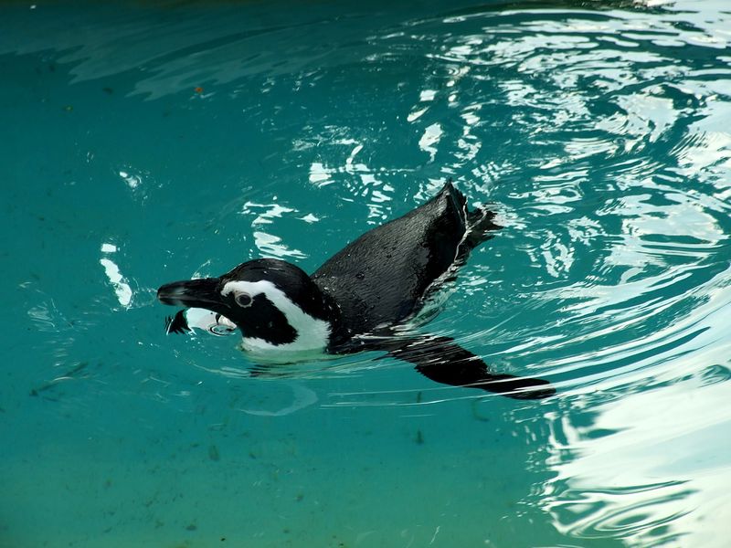 Soubor:Brillenpinguin Zoo Leipzig.jpg