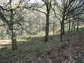 I cannot see the wood - geograph.org.uk - 1211308.jpg
