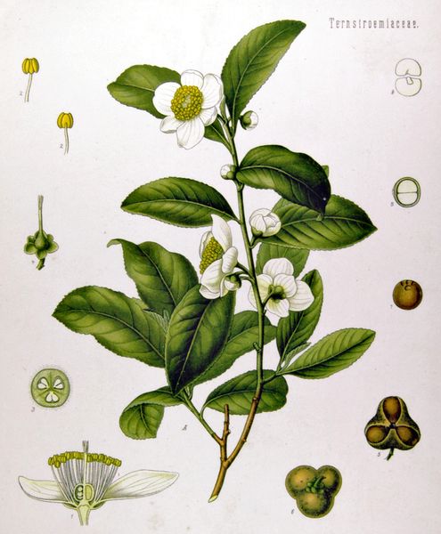 Soubor:Camellia sinensis - Köhler–s Medizinal-Pflanzen-025.jpg