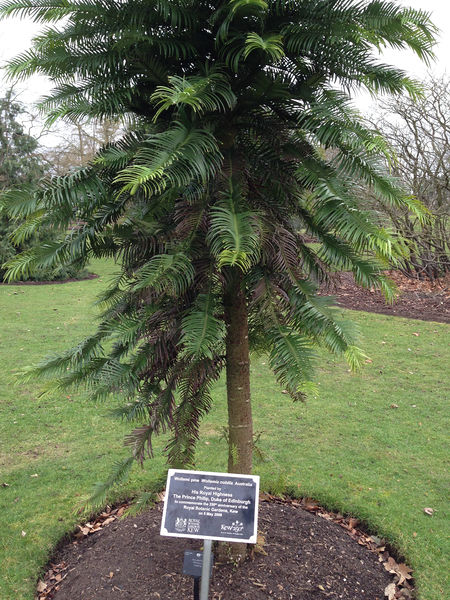 Soubor:Wollemi Pine, Kew Gardens-Flickr2015.jpg