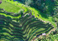 Rice Fields In Bali From Above-TRFlickr.jpg