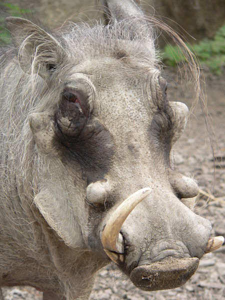 Soubor:Schwein Warzenschwein Phacocherus aethiopicus0509014.jpg
