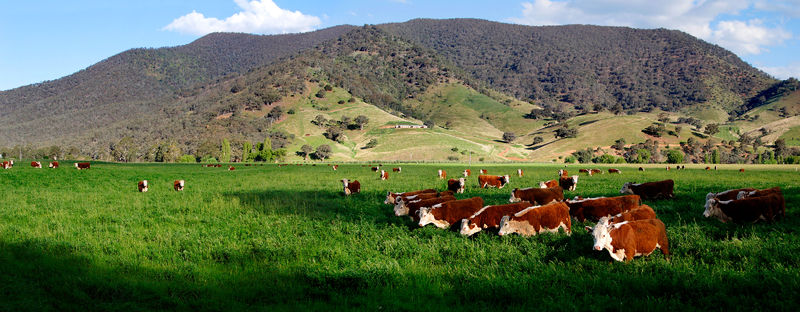 Soubor:Cows in green field - nullamunjie olive grove03.jpg