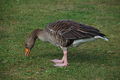 A "big duck" in Ward Park - geograph.org.uk - 218297.jpg