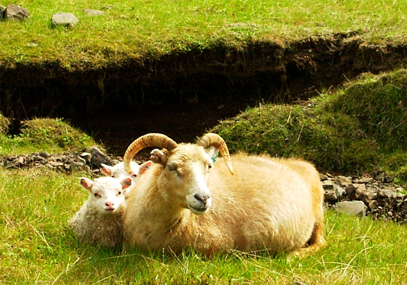 Soubor:Icelandic-Sheep-20030608.JPG