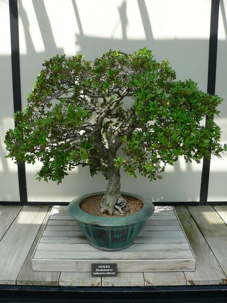 Soubor:Rhododendron bonsai.jpg