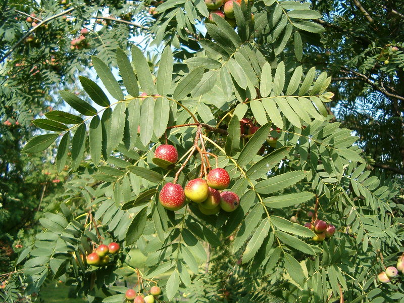 Soubor:Sorbus domestica FruitsLeaves BotGardBln0906a.JPG