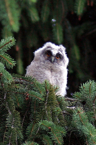 Soubor:Long eared owl young gfdl.jpeg
