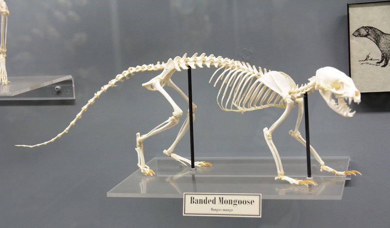 Soubor:Banded mongoose Skeleton.jpg