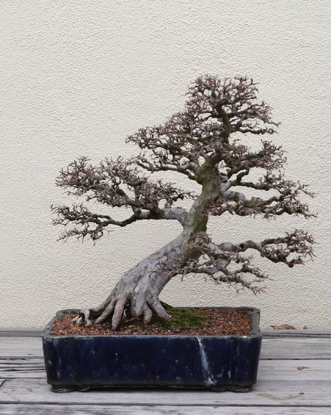 Soubor:Chinese Elm bonsai 111, December 24, 2008.jpg