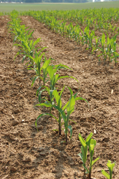 Soubor:Corn Zea mays Plant Row 2000px.jpg