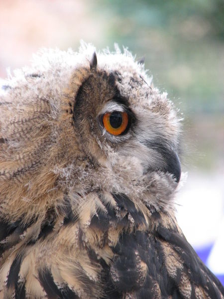 Soubor:Eagle Owl (Bubo bubo) - geograph.org.uk - 517621.jpg