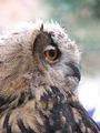 Eagle Owl (Bubo bubo) - geograph.org.uk - 517621.jpg