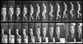 Muybridge-1.jpg