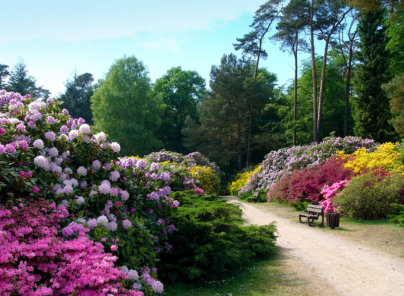 Soubor:Graal-müritz rhododendronpark1.jpg