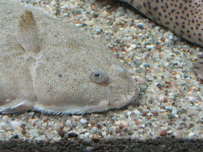 Soubor:Seezunge kopf.jpg