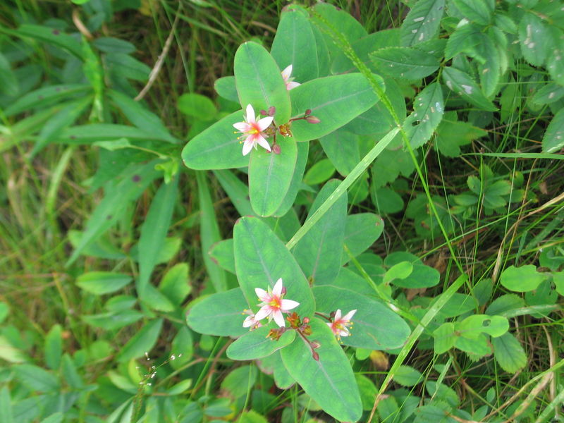 Soubor:Triadenum virginicum 7715.jpg