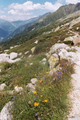 Alpine flora.png
