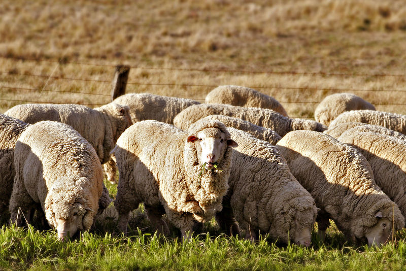 Soubor:Sheep eating grass edit02.jpg