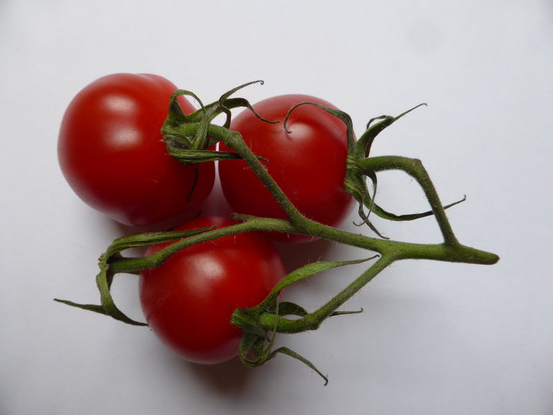 Soubor:3-tomaten-2.jpg