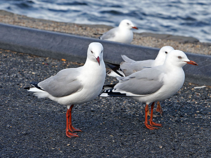 Soubor:Red legged seagulls.jpg