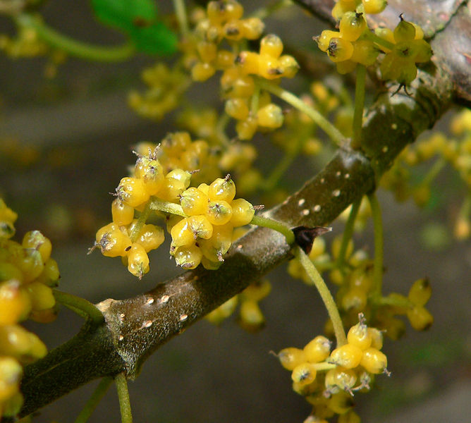 Soubor:Lozanella enantiophylla 4.jpg