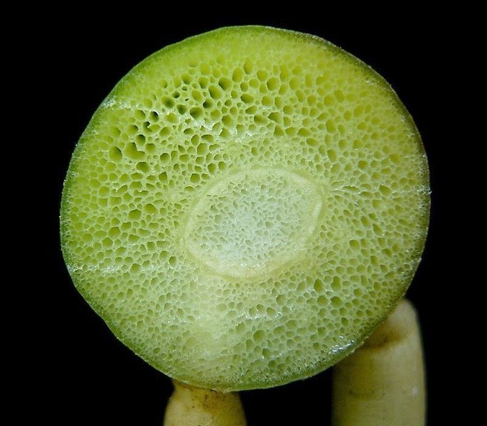 Soubor:Menyanthes trifoliata 05 ies.jpg