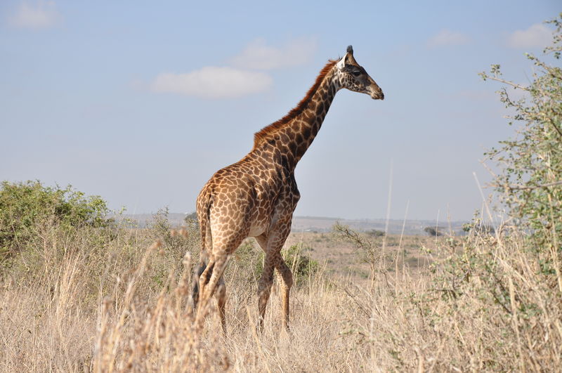 Soubor:Lascar Giraffe - Nairobi National Park (4525004734).jpg
