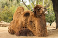 Bactrian camel.jpg