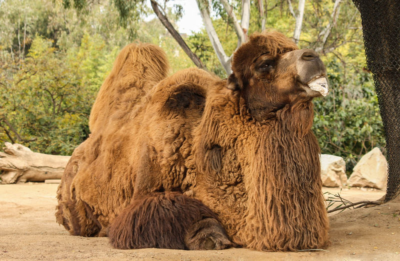 Soubor:Bactrian camel.jpg