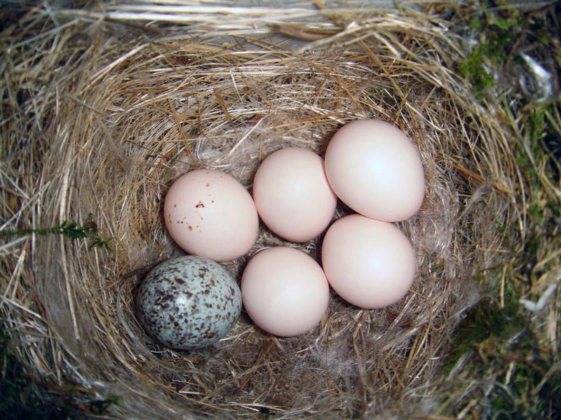 Soubor:Eastern Phoebe-nest-Brown-headed-Cowbird-egg.jpg