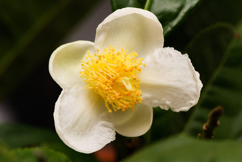 Soubor:Flower of camellia sinensis.jpg