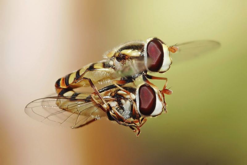 Soubor:Hoverflies mating midair.jpg