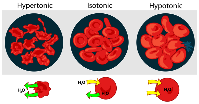Soubor:Osmotic pressure on blood cells diagram.png